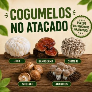 Compra dos Cogumelos no Atacado
